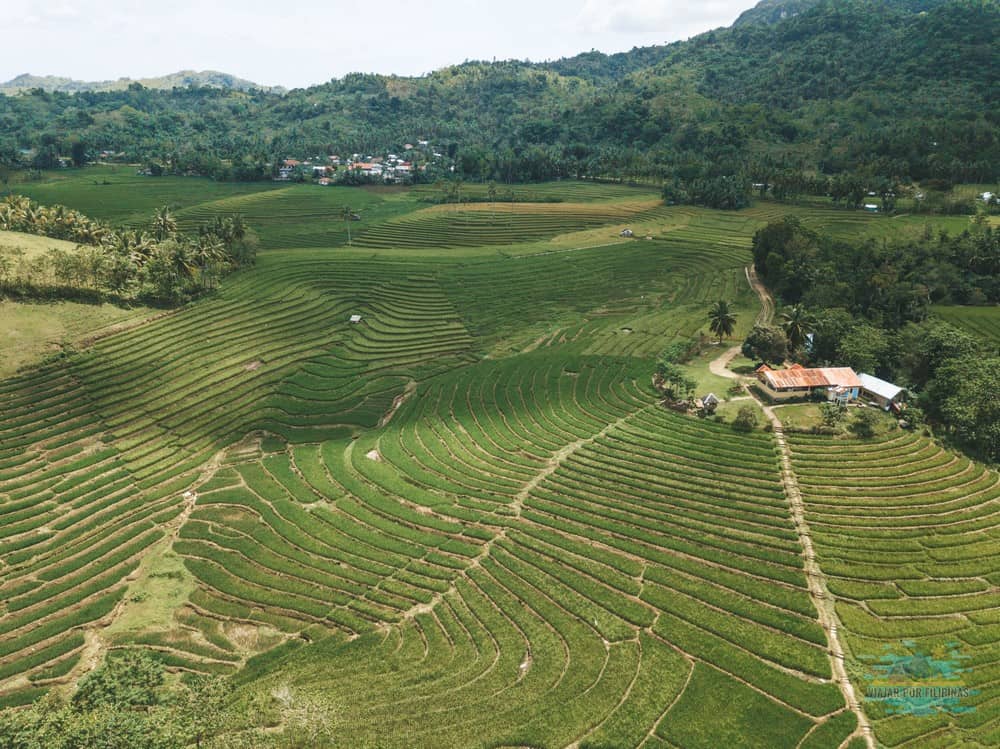 Cadapdapan rice terraces, near Anda