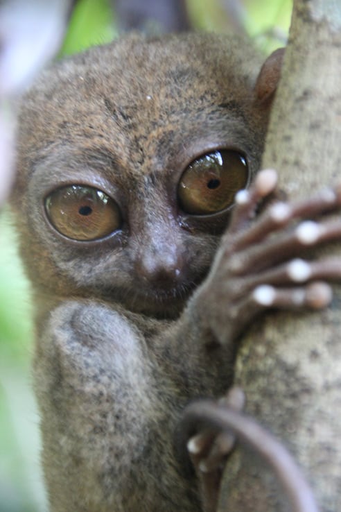 tarsiers in Bohol