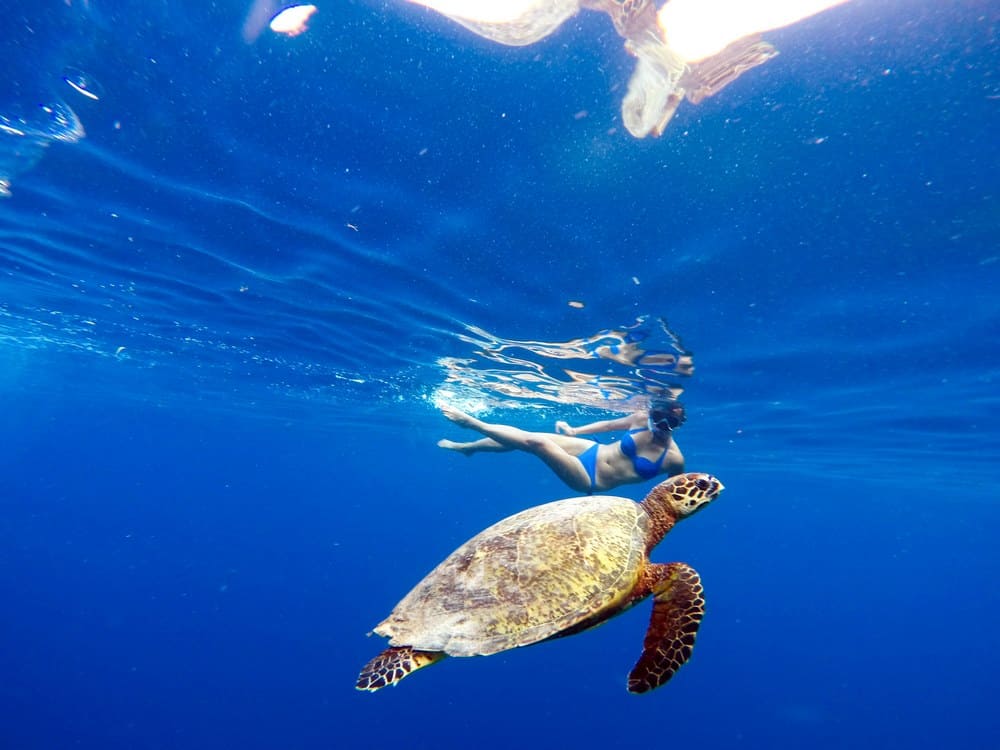 snorkeling in Balicasag