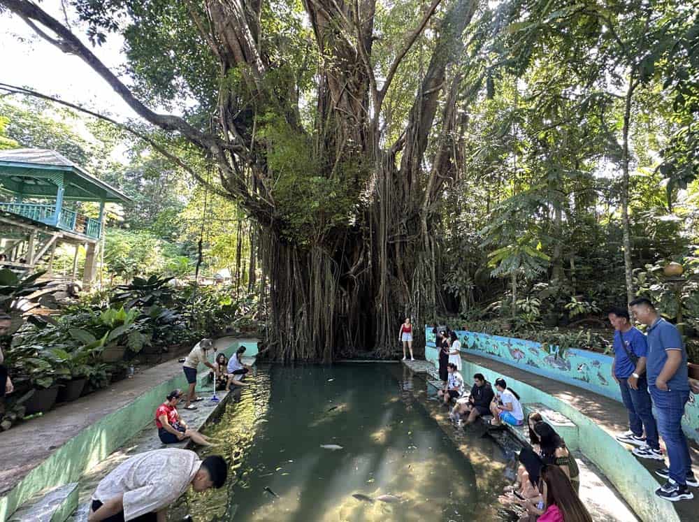 The Century‑Old Magic Tree