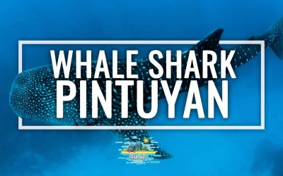 Swimming with the Whale Shark in Pintuyan