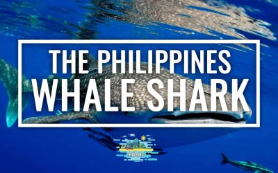 Swimming with whale sharks in the Philippines