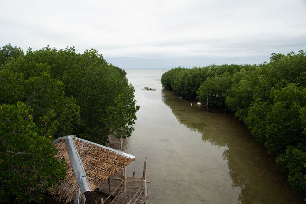Omagieca Obo-Ob Mangrove, Bantayan