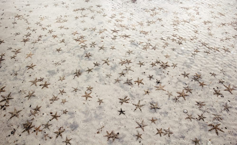 Starfish at Sugar Beach, Bantayan