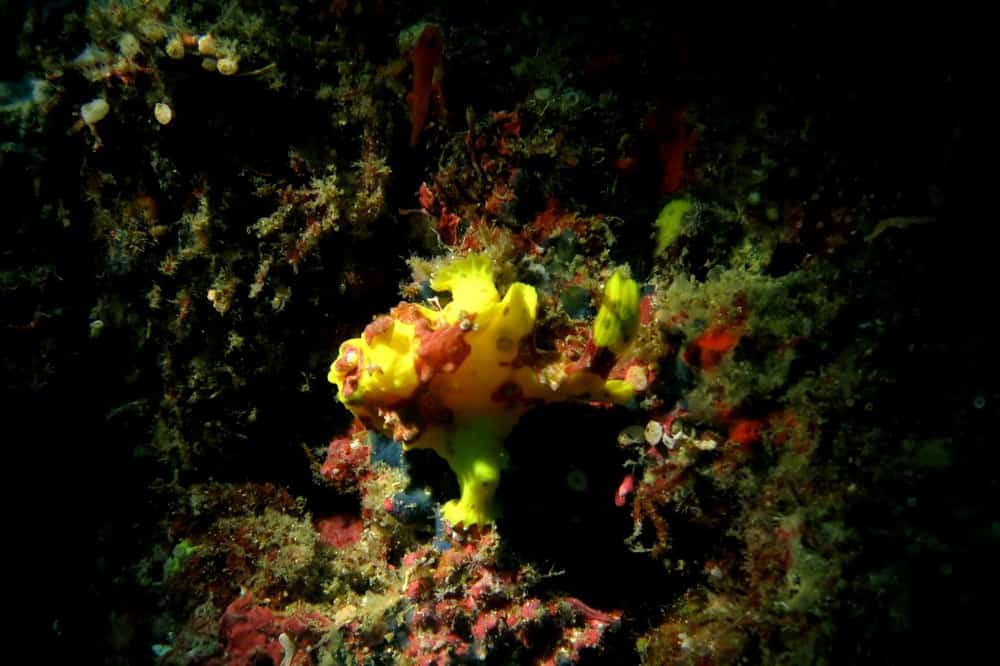 small Frog Fish in The Philippines