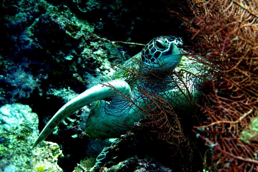 Diving with turtles on Apo Island