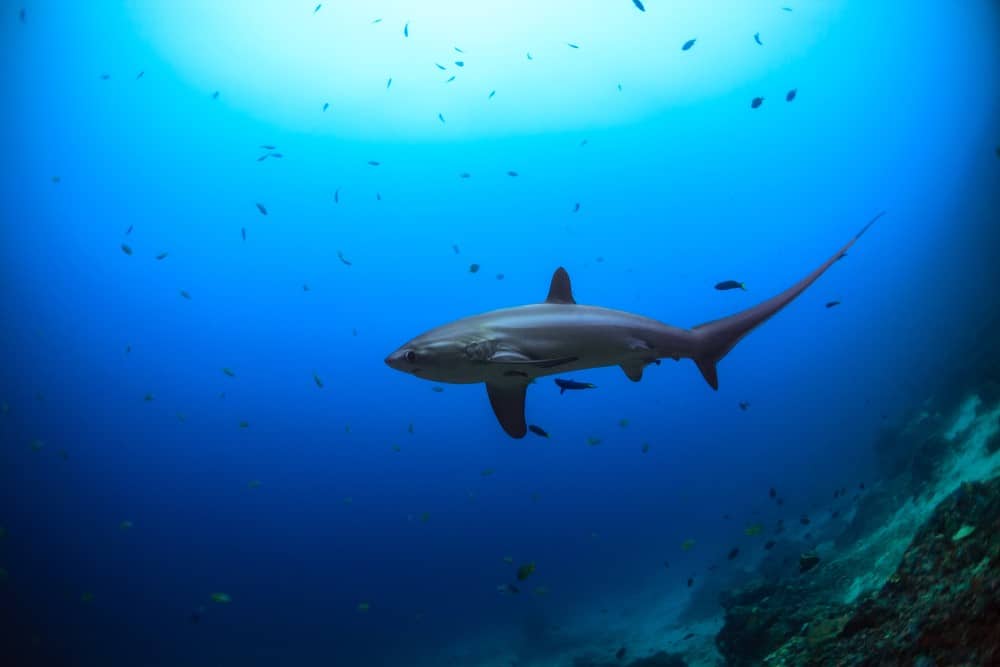 Thresher shark at Monad Shoal, Malapascua