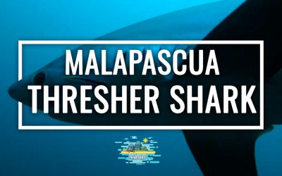 Diving with the thresher shark in Malapascua