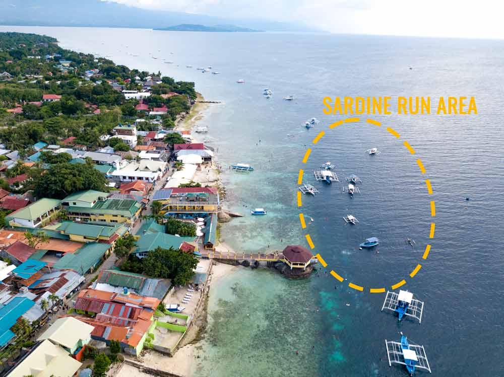 snorkeling in Moalboal with sardines