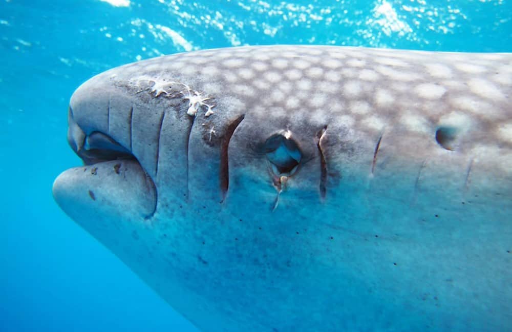 serious injuries to the whale shark