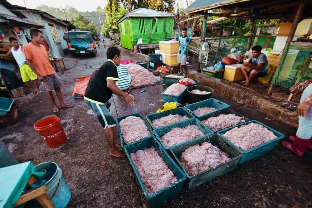 Uyap prepared and ready to be sold