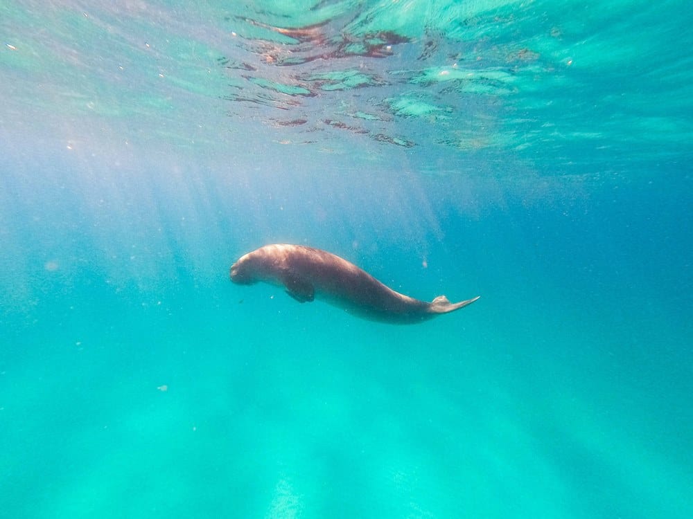swimming with dugong in Coron, Busuanga