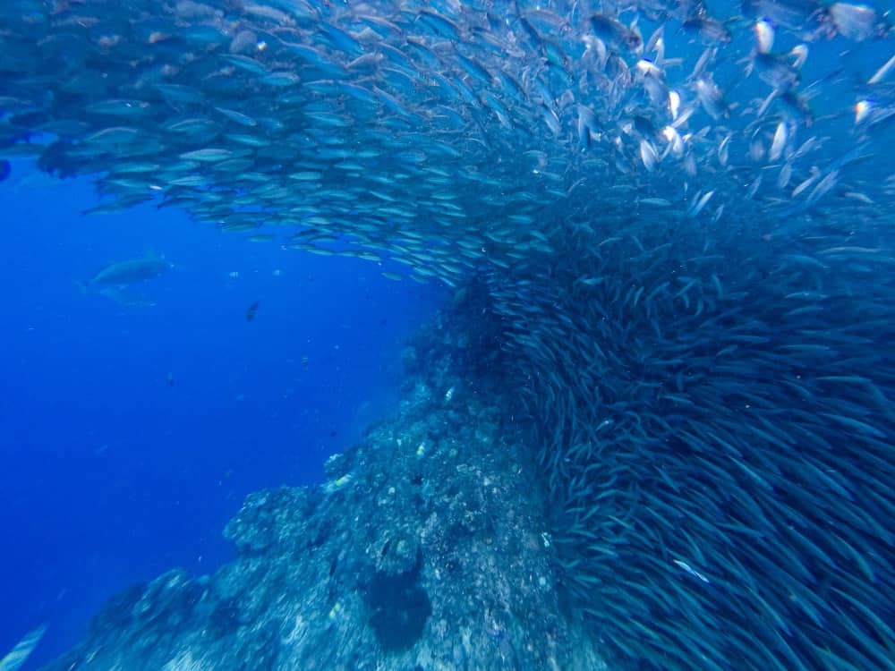 sardine school in Panglao