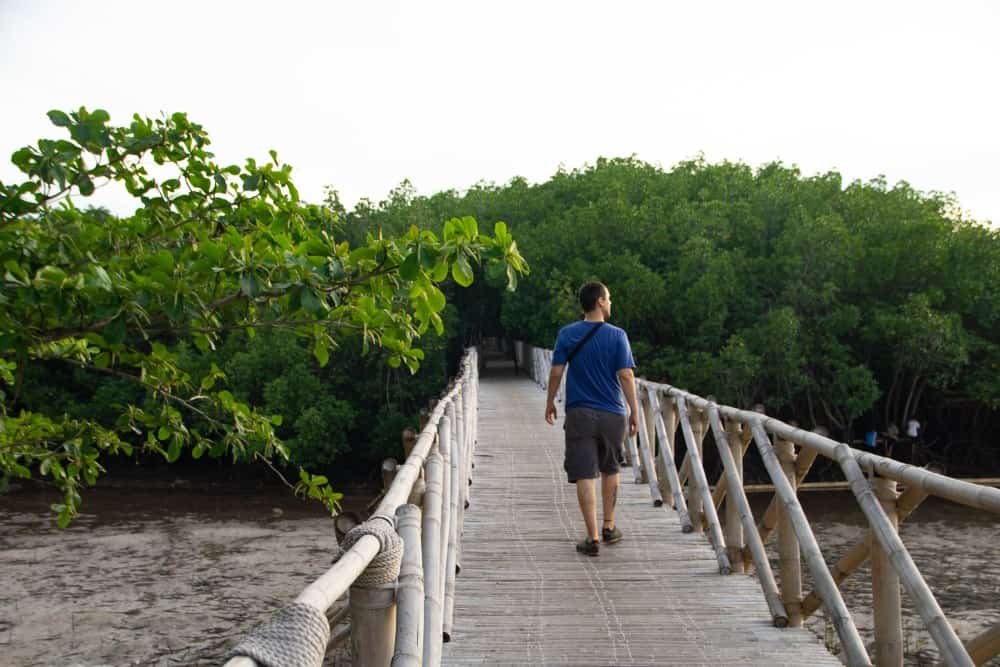mangroves in North zen villas, Panglao