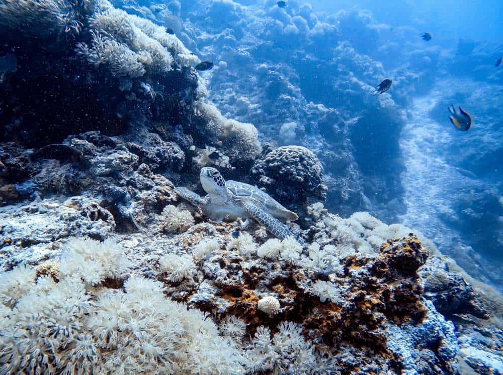 Diving is something to do in Panglao