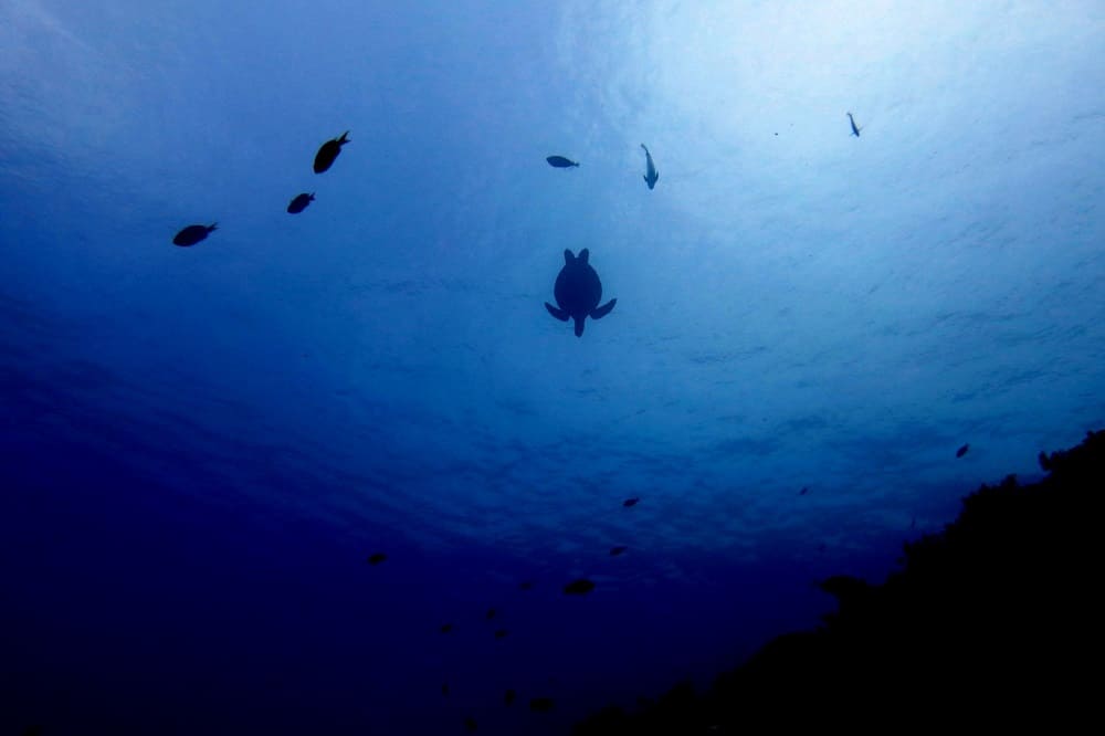 snorkeling in Balicasag Panglao