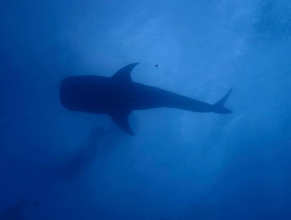 whale shark Padre Burgos