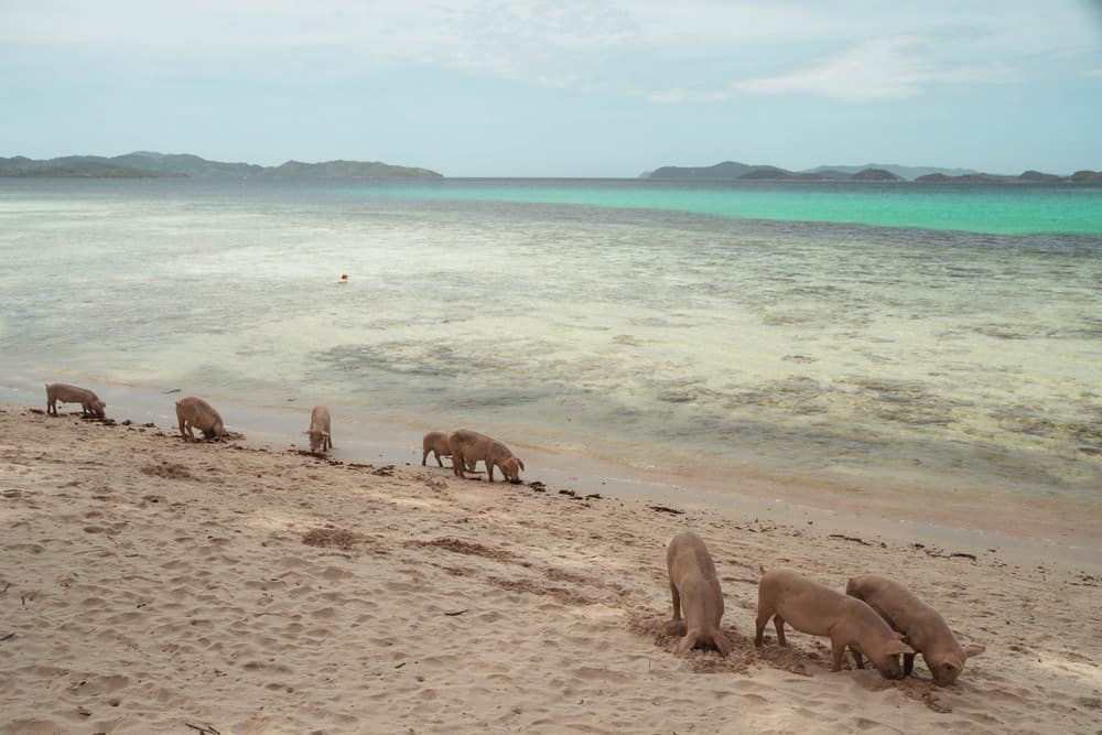 piglets in Coconut Beach