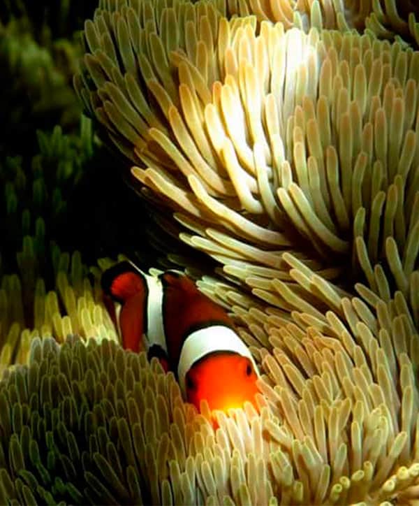 Diving in Malapascua