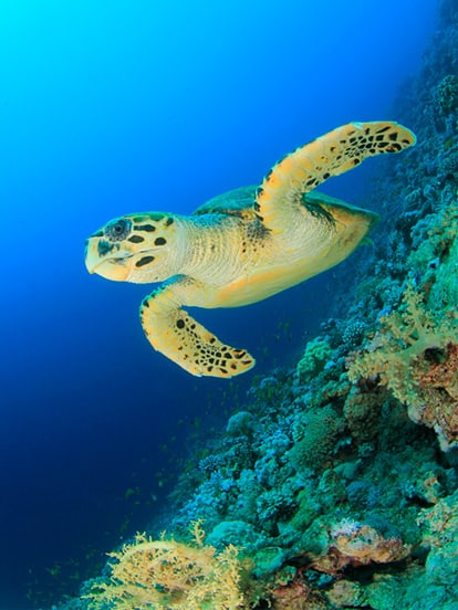 Moalboal Guide: Things to do