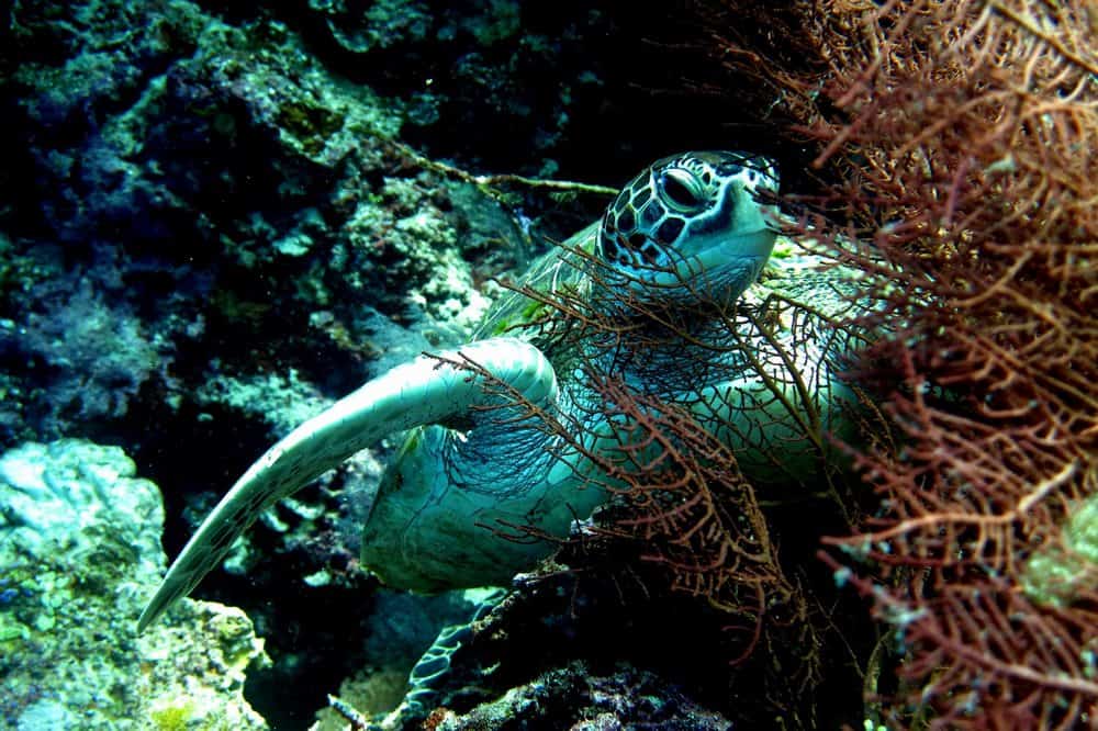 Something to do in the Philippines: snorkeling with turtles